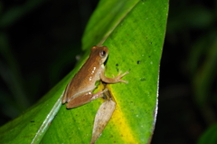 Dendropsophus carnifex
