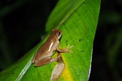 Dendropsophus carnifex