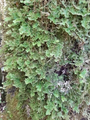 Pseudocyphellaria multifida