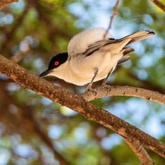 Black-Backed Puffback photo 4