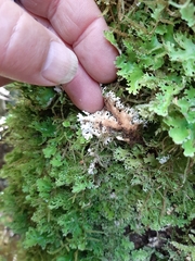 Pseudocyphellaria multifida