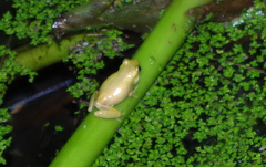 Dendropsophus carnifex