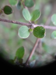 Coprosma wallii