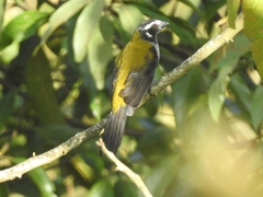 Saltator atripennis