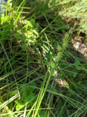 Cenchrus gracillimus