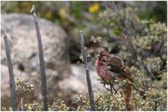 Carpodacus pulcherrimus