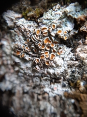 Brigantiaea chrysosticta