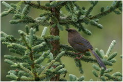 Trochalopteron elliotii