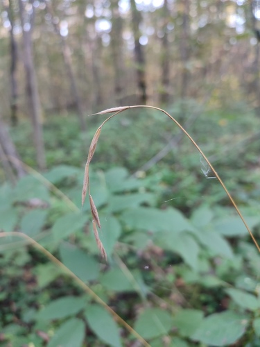 Наблюдение на iNaturalist