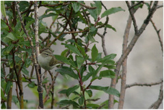Phylloscopus trochiloides