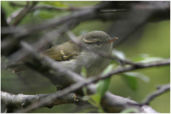 Phylloscopus trochiloides