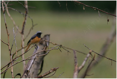 Phoenicurus hodgsoni