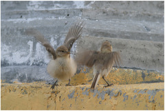 Pseudopodoces humilis