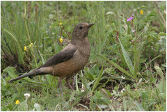 Turdus kessleri
