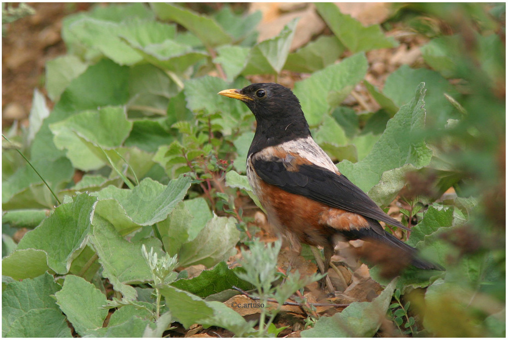White-backed Thrush