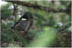 Periparus rubidiventris