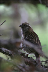 Carpodacus dubius