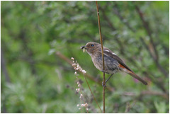 Phoenicurus schisticeps