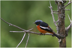 Phoenicurus schisticeps