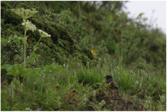 Mycerobas carnipes