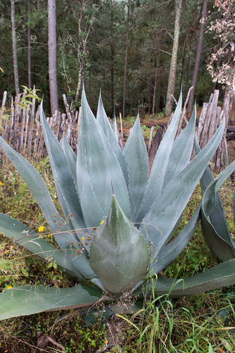Giant Century Plant