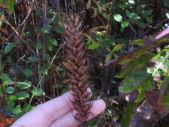 Platanthera chapmanii