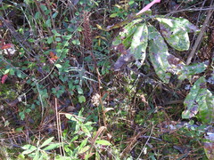 Platanthera chapmanii