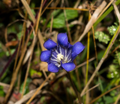 Gentiana longicollis