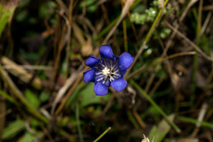 Gentiana longicollis