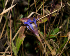 Gentiana longicollis
