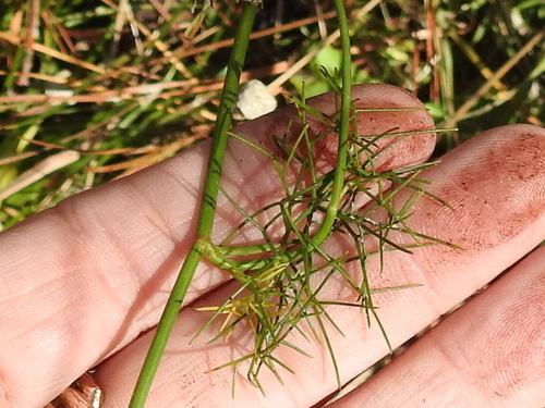 Image of Ribbed Mock Bishopweed by (c) Sam Kieschnick, some rights reserved (CC BY)
