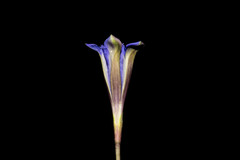 Gentiana longicollis