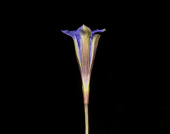 Gentiana longicollis