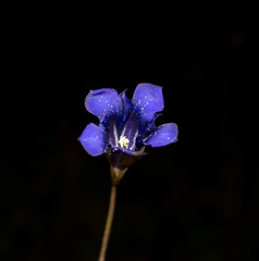 Gentiana longicollis