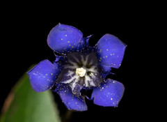 Gentiana longicollis