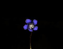 Gentiana longicollis