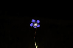 Gentiana longicollis