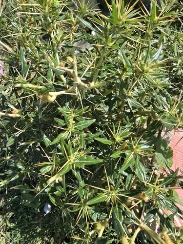 spiny cocklebur