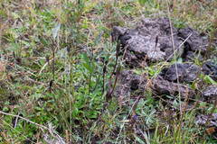 Gentiana longicollis