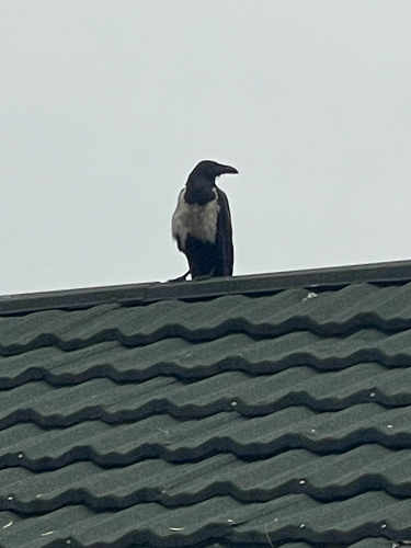Pied Crow