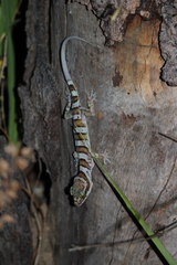 Cyrtodactylus tuberculatus