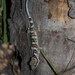 Cyrtodactylus tuberculatus - Photo 由 Sean Daniels 所上傳的 (c) Sean Daniels，保留部份權利CC BY-NC