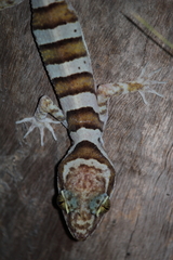 Cyrtodactylus tuberculatus