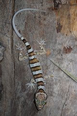 Cyrtodactylus tuberculatus