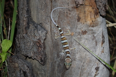 Cyrtodactylus tuberculatus