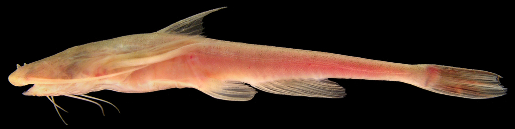 Xyliphius sofiae