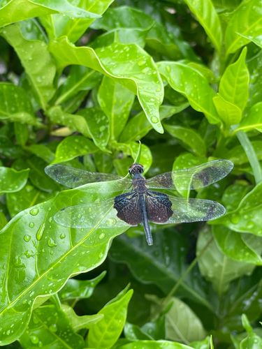 Phantom Flutterer