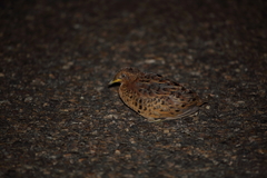 Turnix maculosus