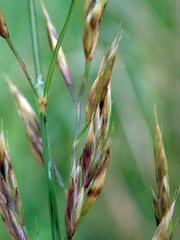 Festuca rubra commutata