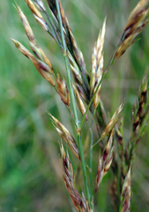 Festuca rubra commutata